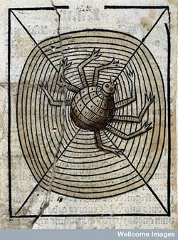image of spider from Wellcome images