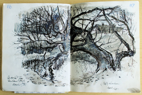 Tree drawing, 1981