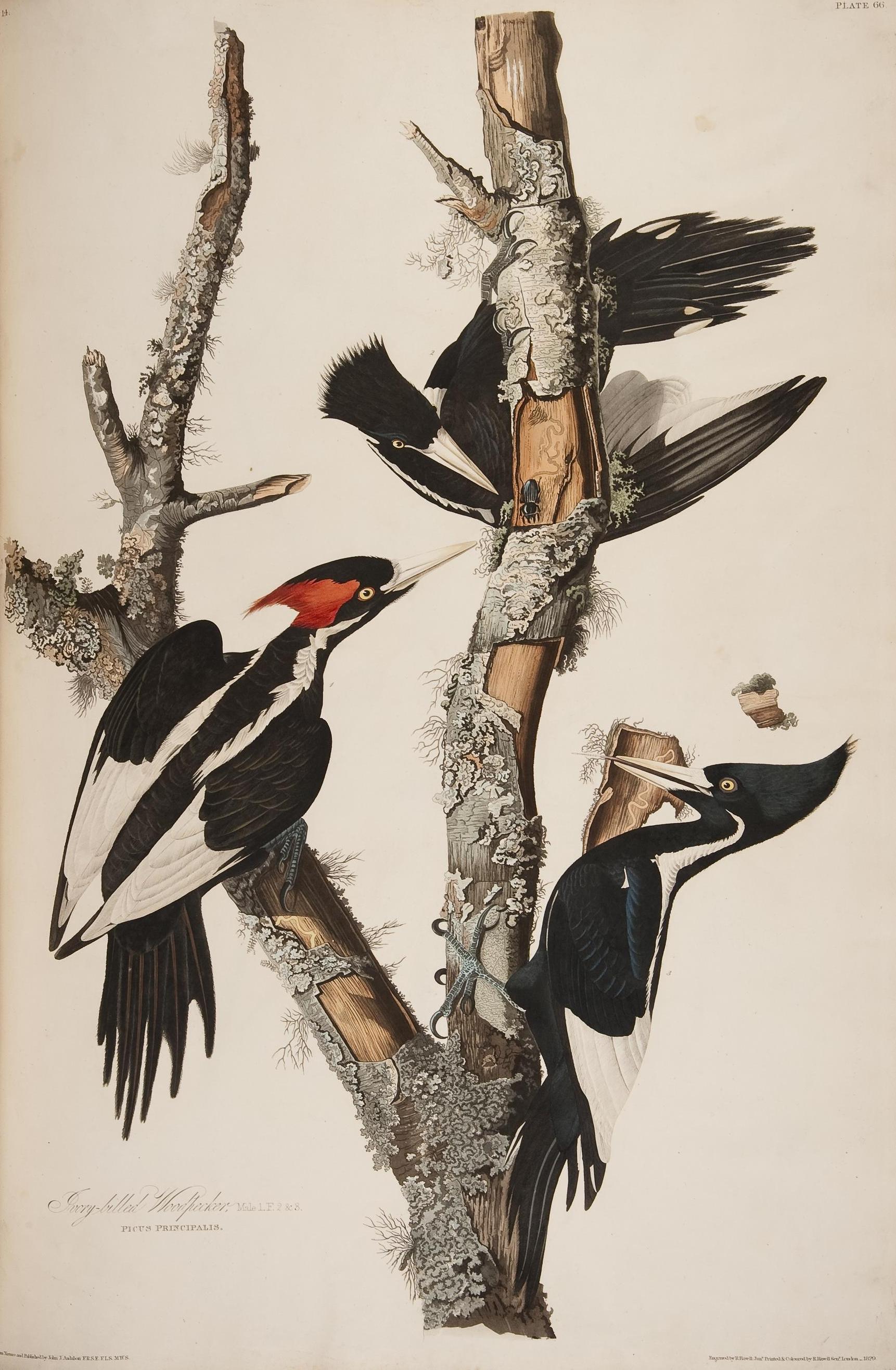 Ivory-Billed Woodpeckers, plate from Audubon’s Birds of America