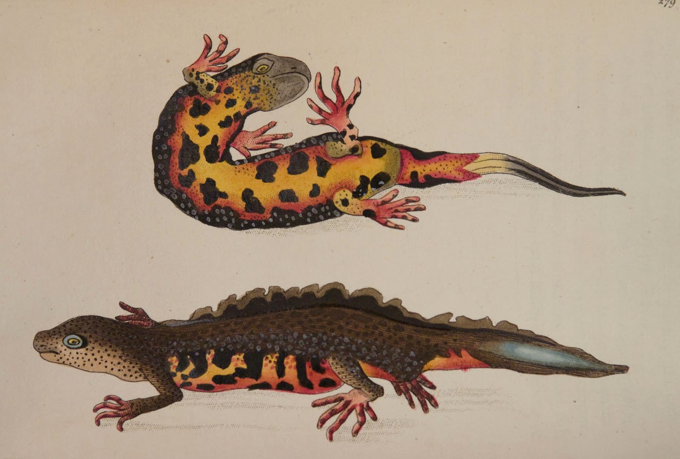 George Shaw and Frederick Polydor Nodder. Vivarium Naturae ... The Naturalist's Miscellany: or Coloured Figures of Natural Objects; drawn and described immediately from nature. London, 1789-c.1813.