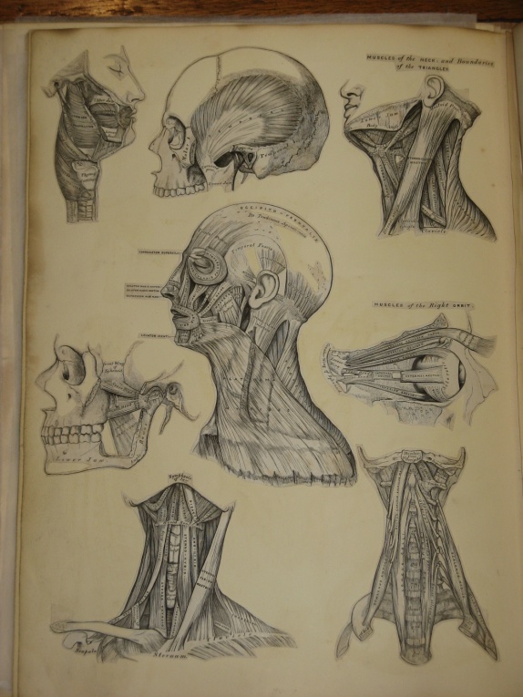 Henry Vandyke Carter (1831-1897). India Proofs for Anatomy, Descriptive and Surgical  by Henry Gray (1858).