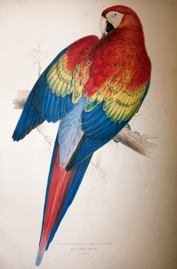  
Illustrations of the family of Psittacidae, or parrots... by Edward Lear. Size: 530 × 350. Image copyright ZSL 
Library.
